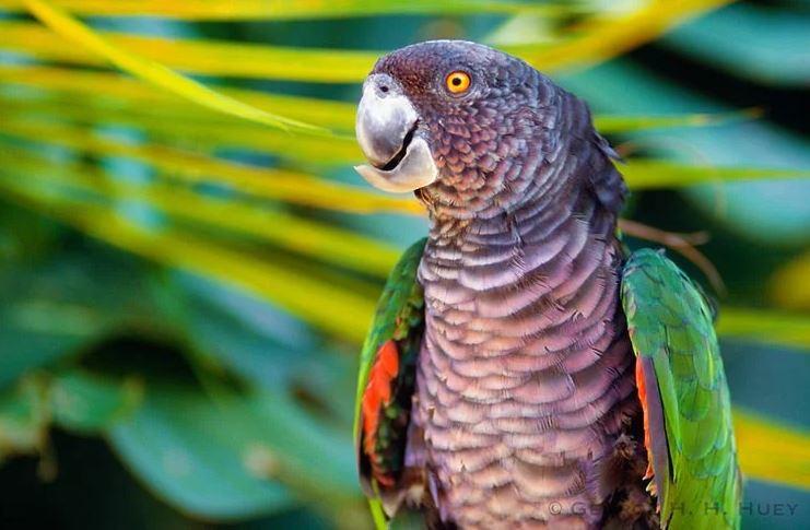 Imperial_Amazon_Parrot .jpg